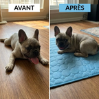 Tapis Rafraîchissant pour Animaux